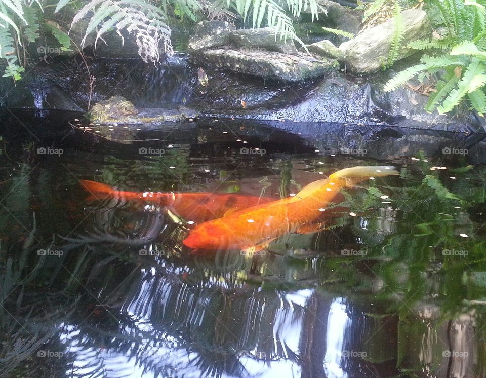 My Relaxing Koi Pond