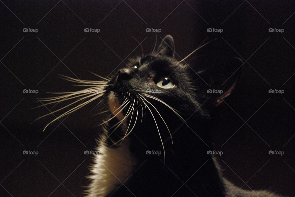 The gorgeous cat Ozzy. This is the most beautiful creature I've ever had. Black with long white whiskers and deep green eyes.