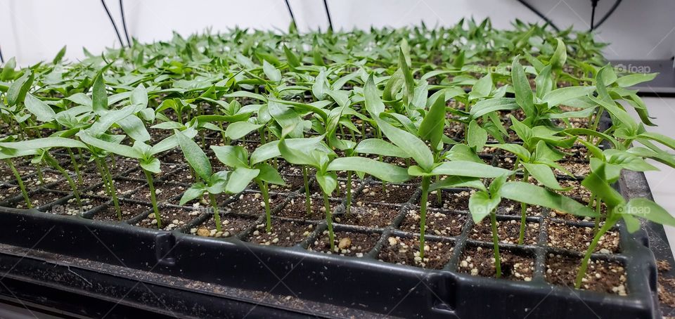 Pepper plant grow outs