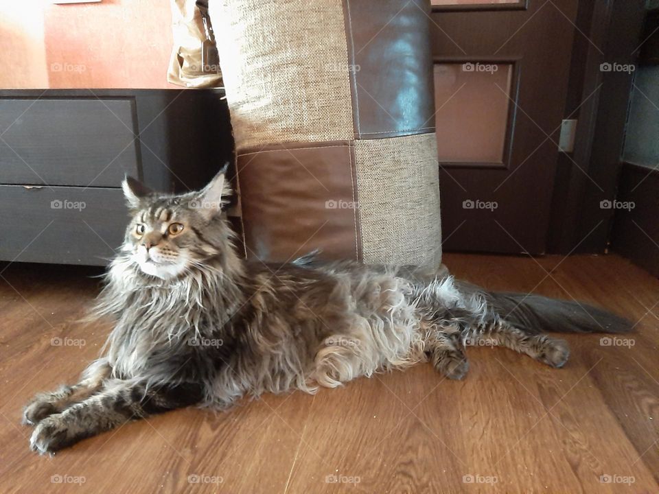 main coon Artas