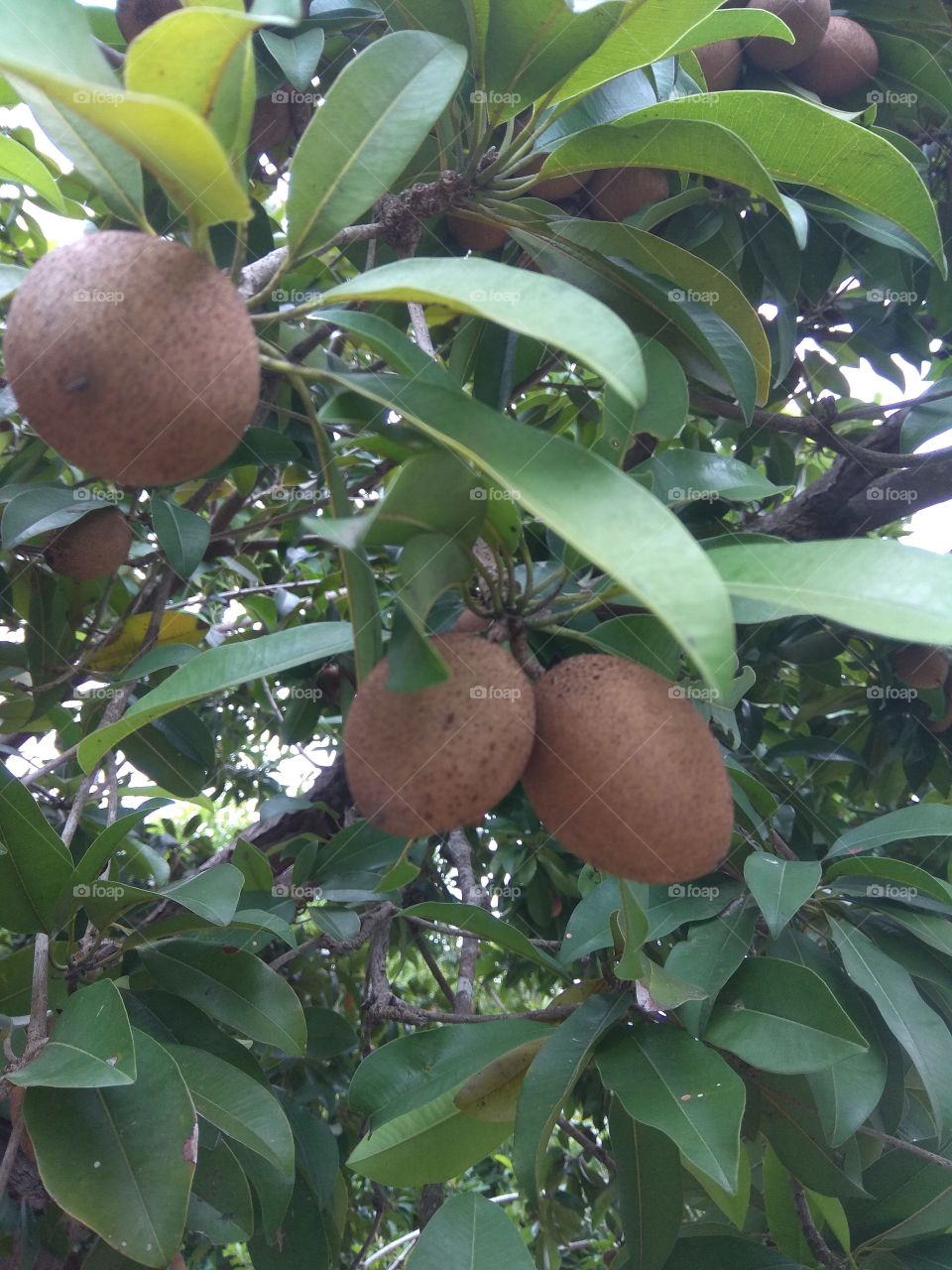 sapodilla fruit