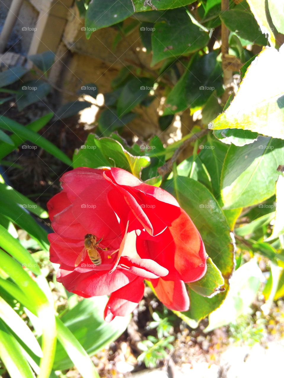 Bee in flower