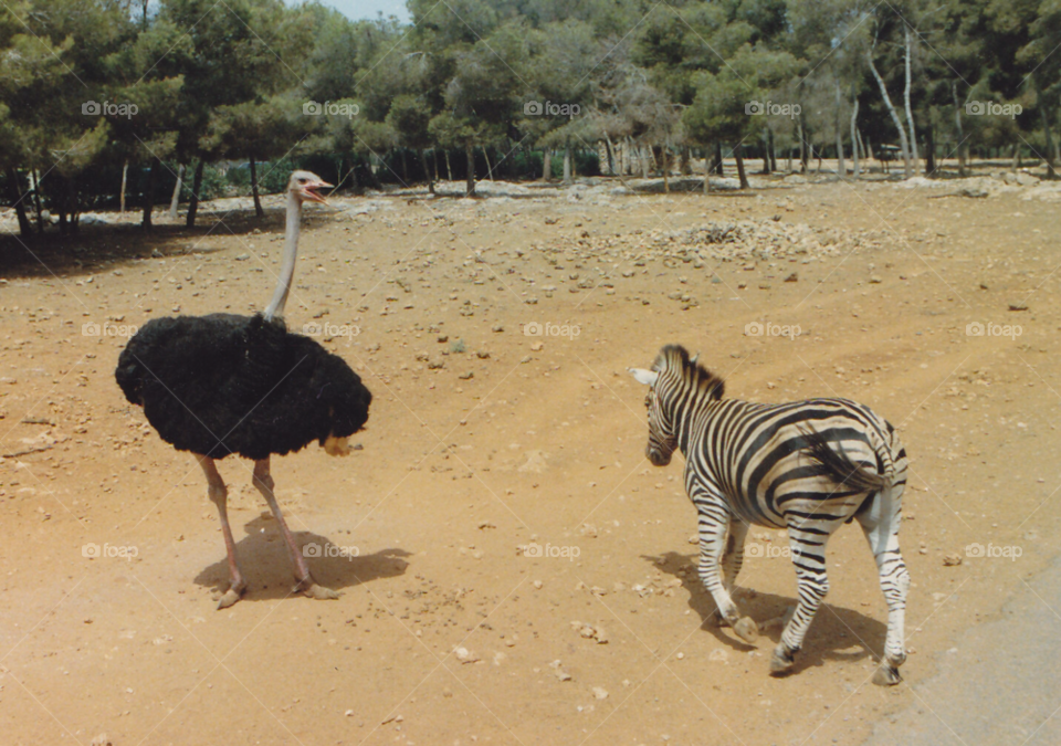 animal bird zebra ostrich by MagnusPm