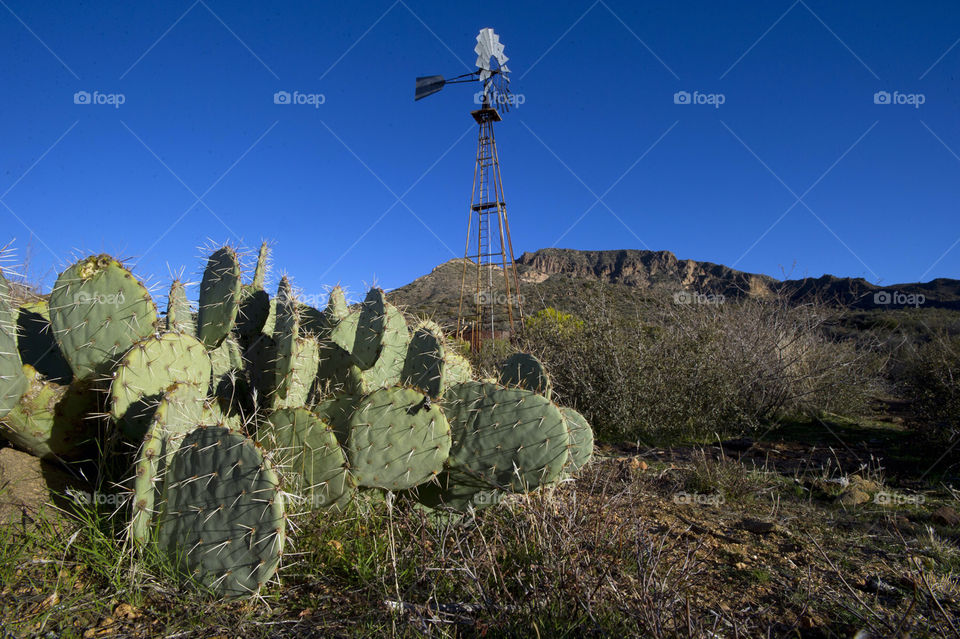 the cactus pear desert by arizphotog