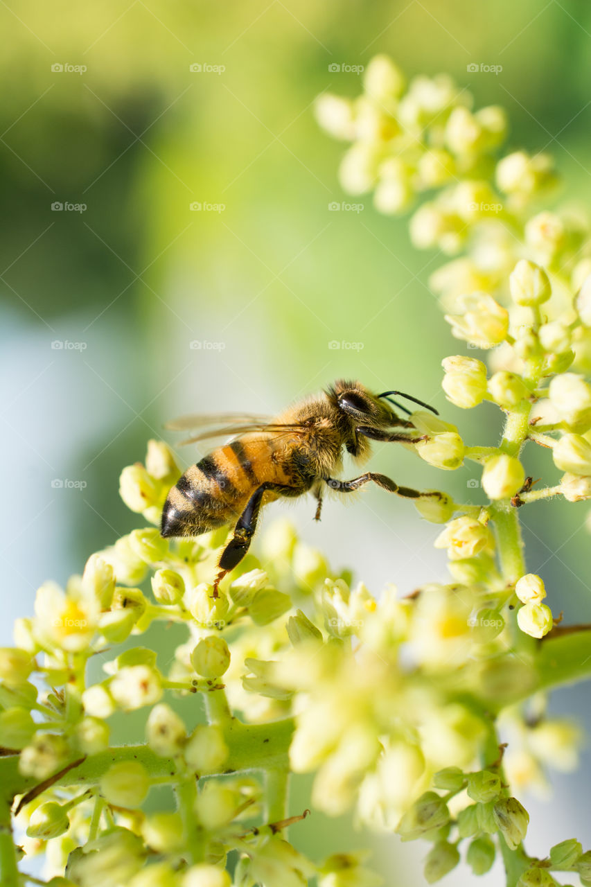 Honey Bee Gathering Pollen from White Flowers