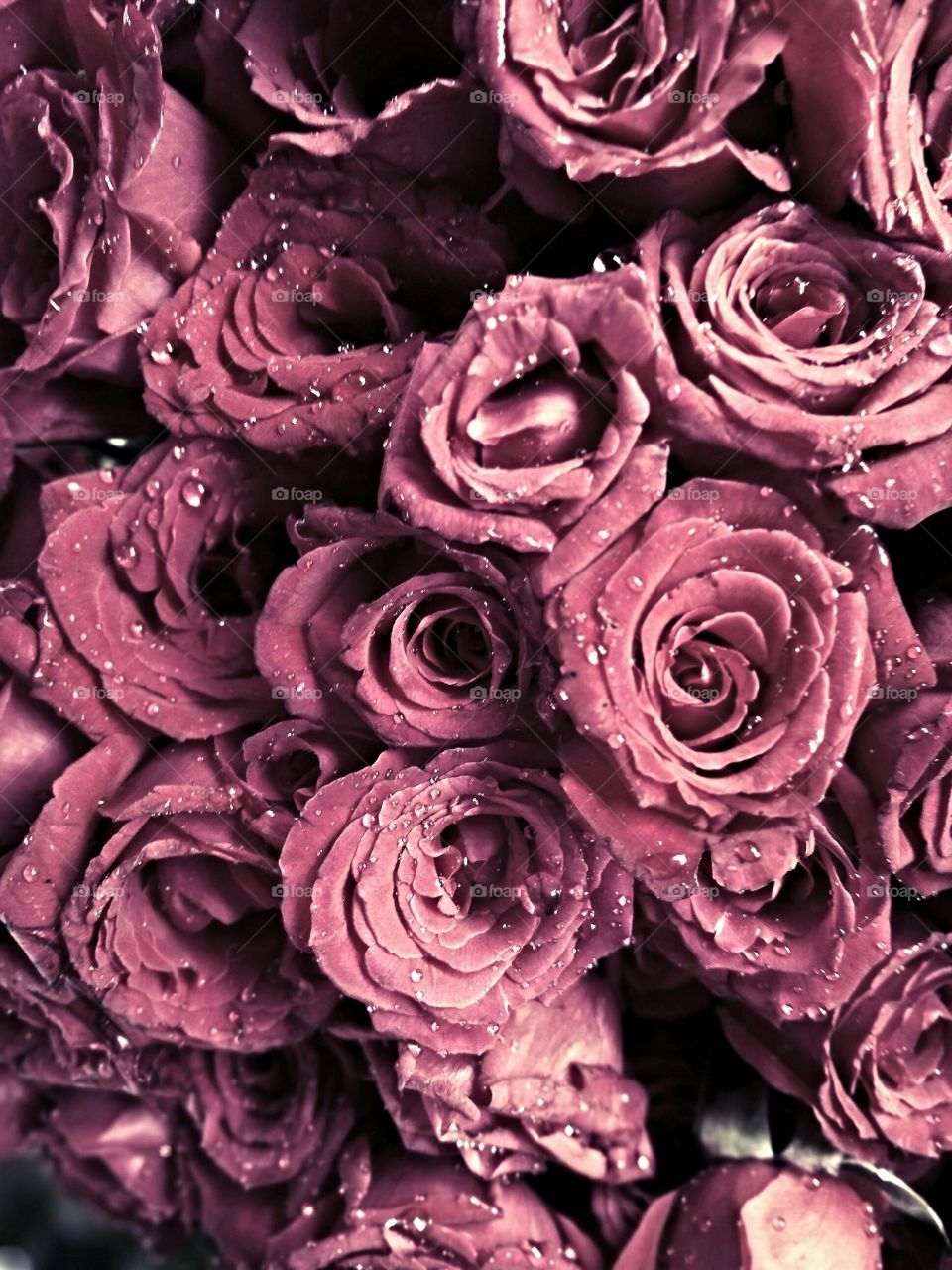 Beautiful wet rose