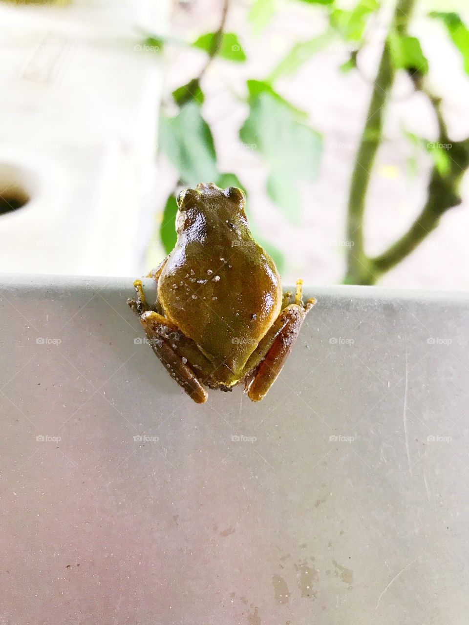 Froggy 