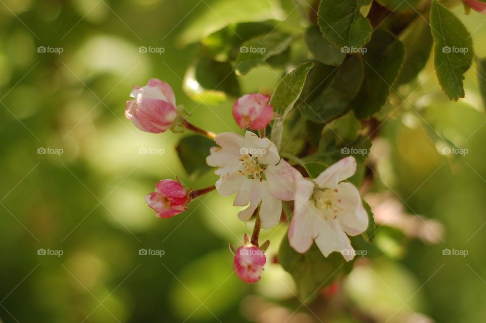 Apple flower