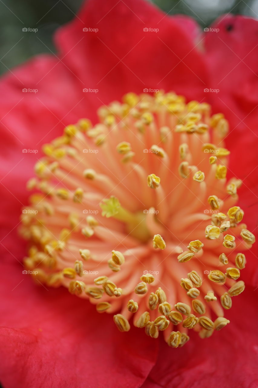 Flower stamen