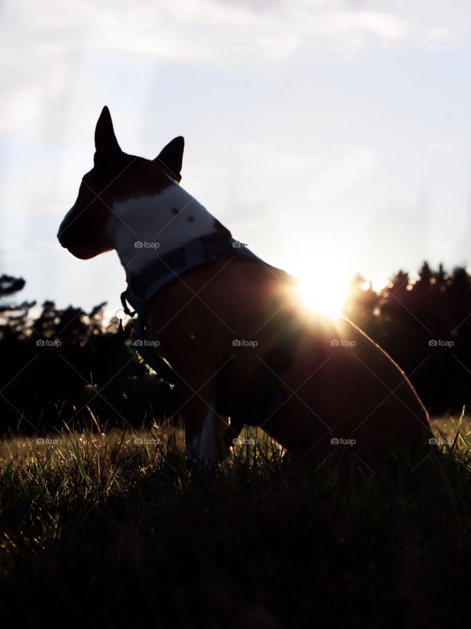 Murphy and the sun