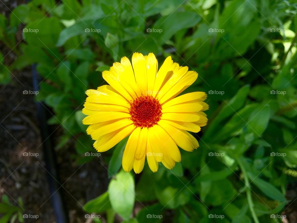 Blossomed Marigold