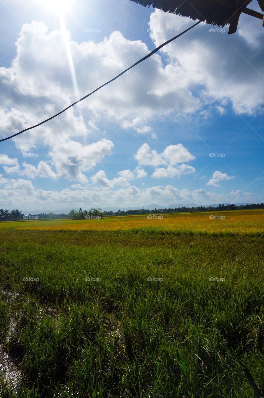 Paddy fields on a sunny day