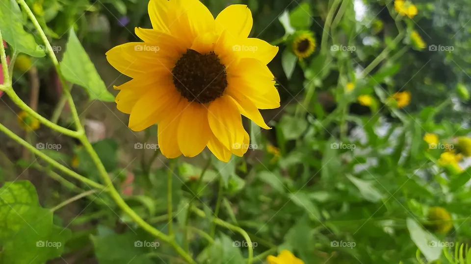 Beautiful Sunflower