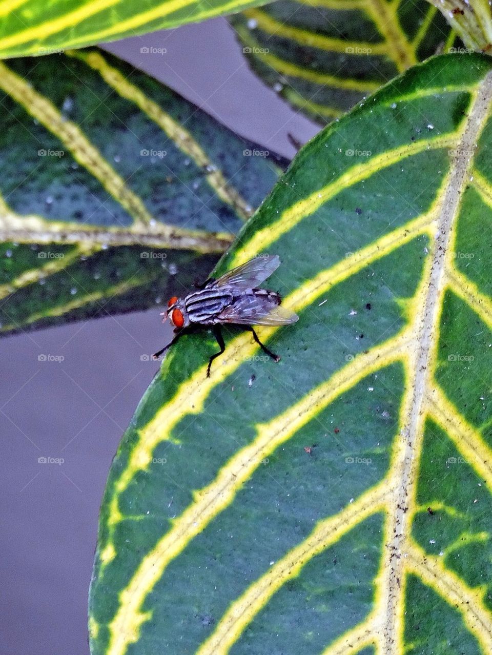 A fly on a leaf