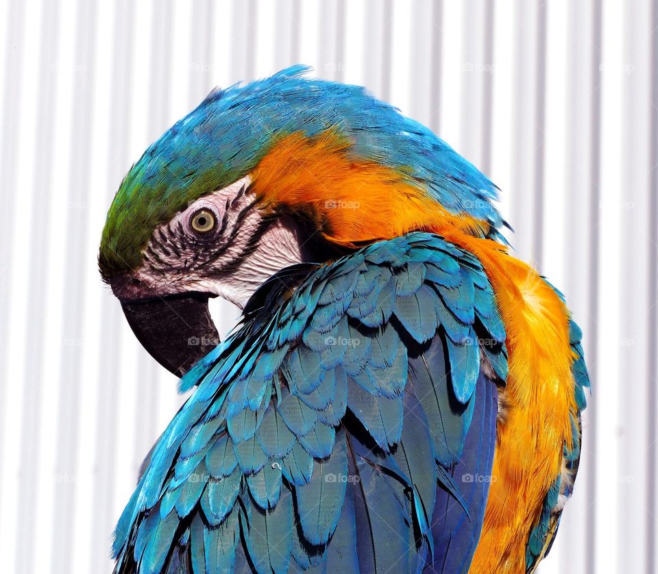 Macaw preening.