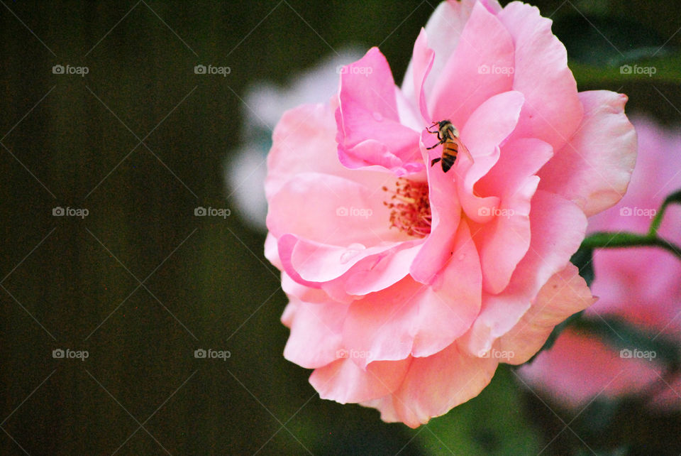 bee and a pink rose