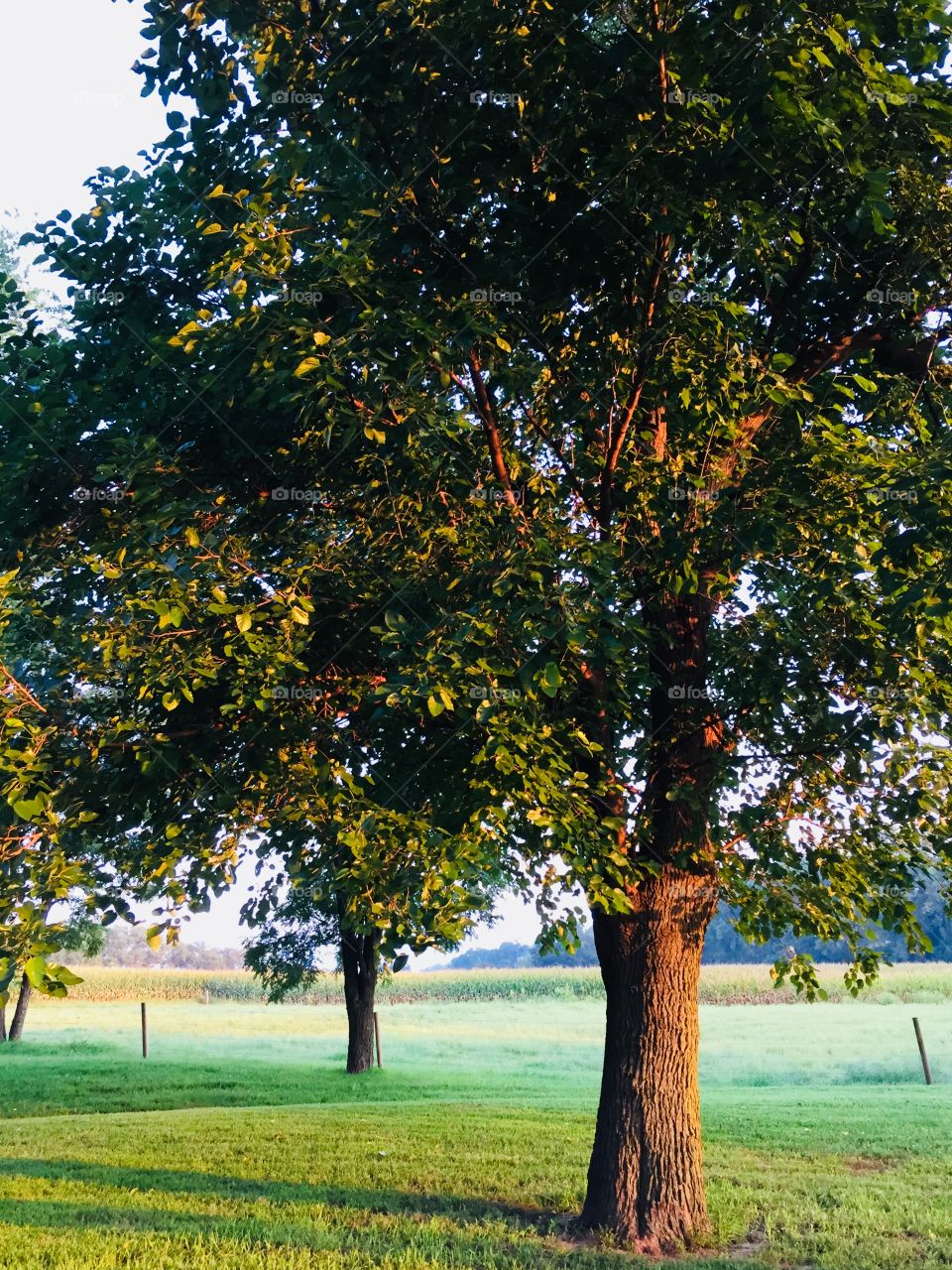 Golden sunlight streams across large, leafy trees and a distant rural landscape 