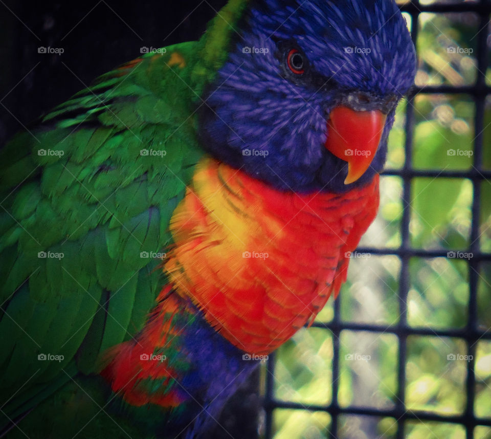 Beautiful Parrot 