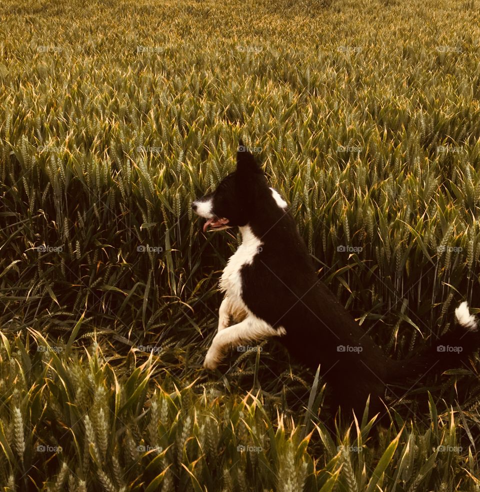 Young collie leaping through a crop of English wheat 