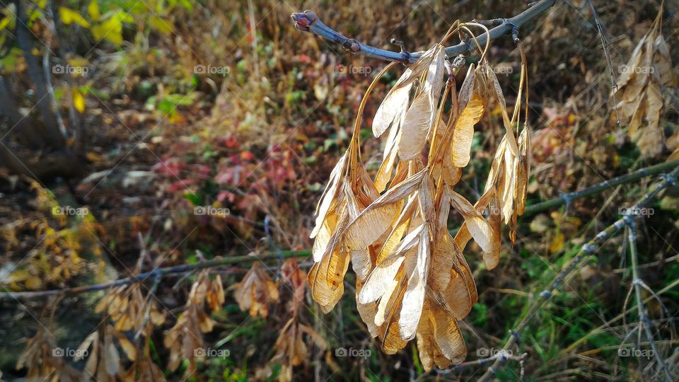 autumn, maple, tree