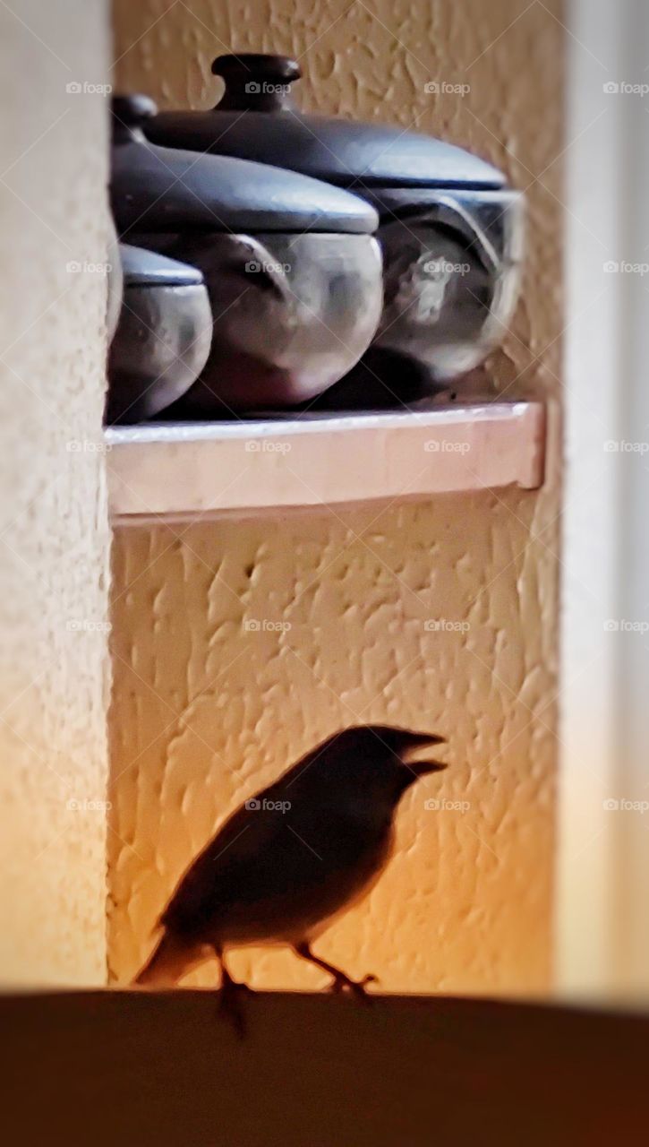 The tranquility of the bird resting on my kitchen window,