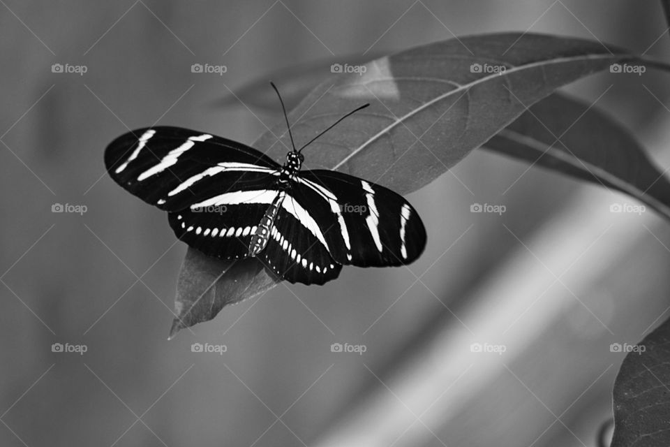 Zebra Wings