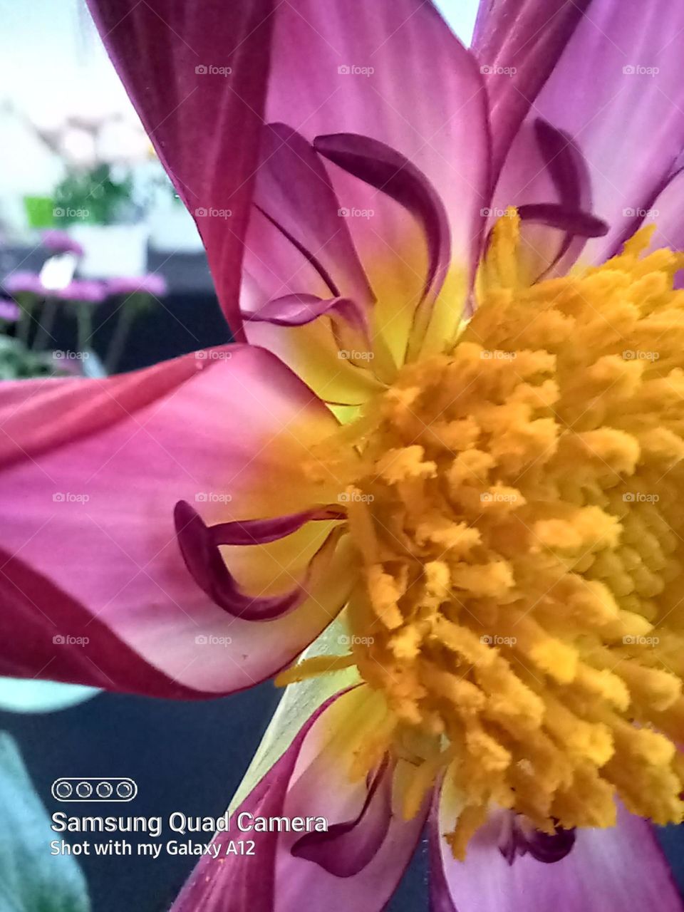 the glorious Dahlia at Frederick Meijer Gardens