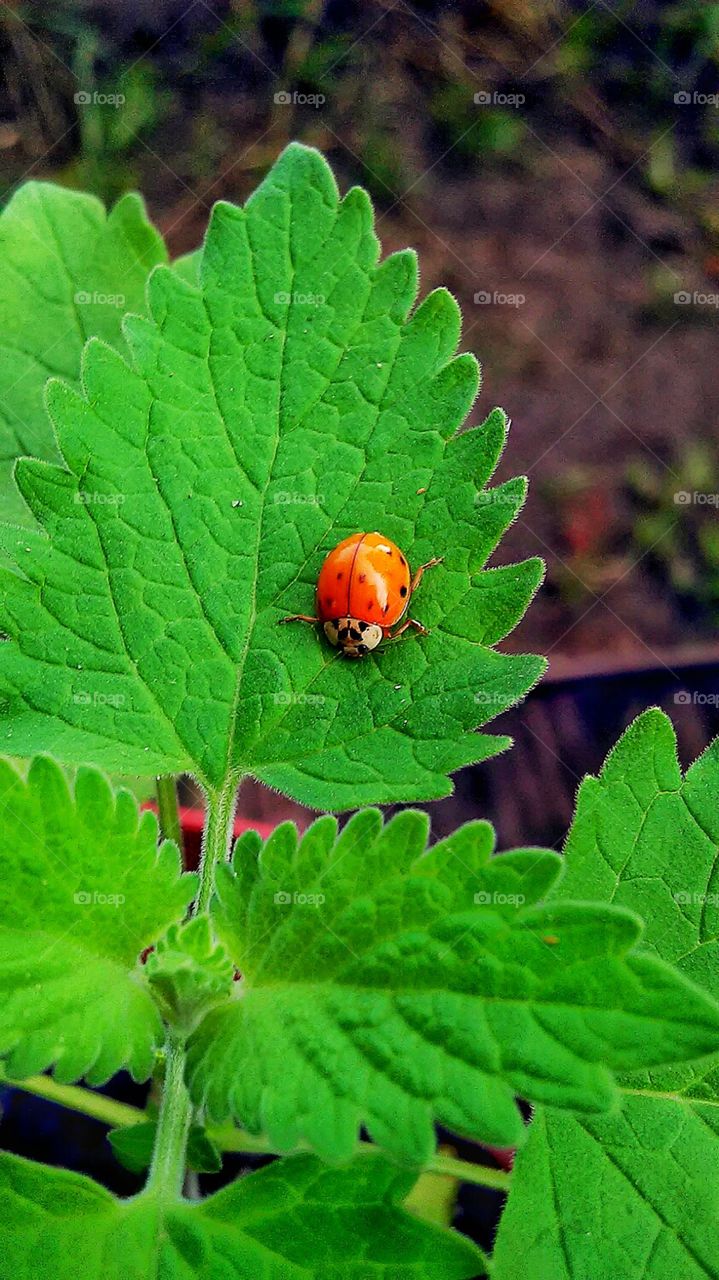 lady  bug . I just happened to see it on my plant