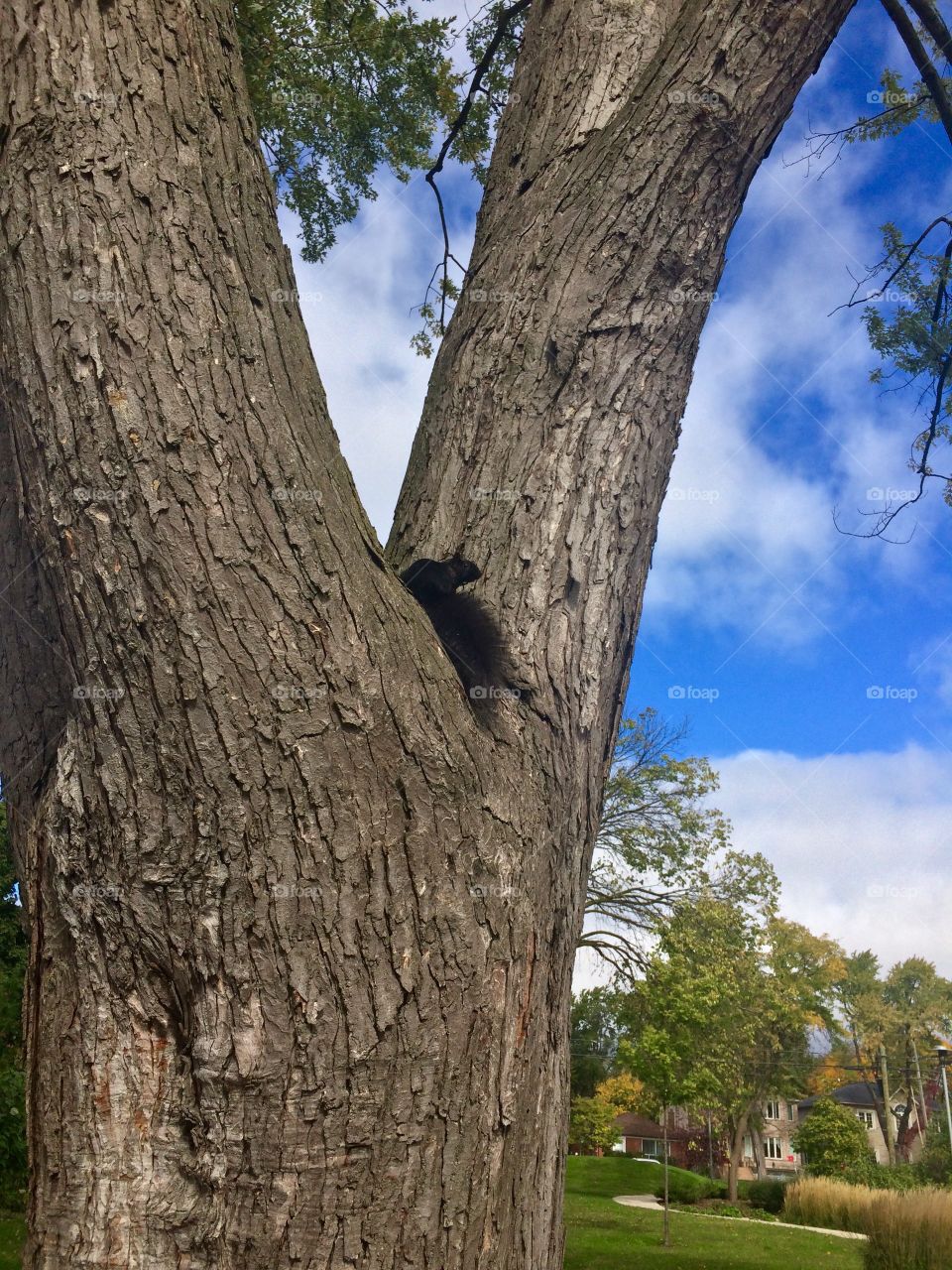 Squirrel on tree 