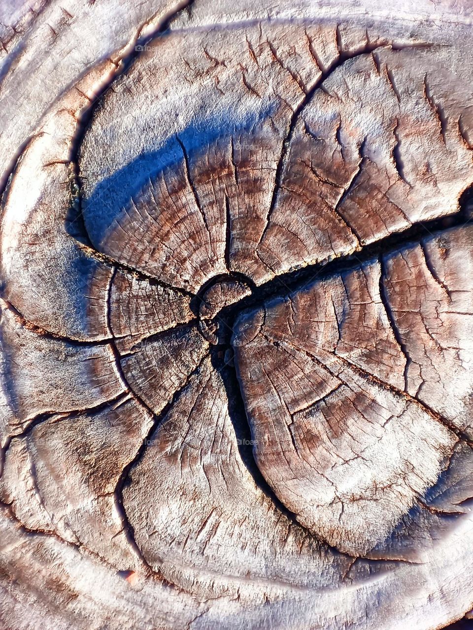 Tree knot
