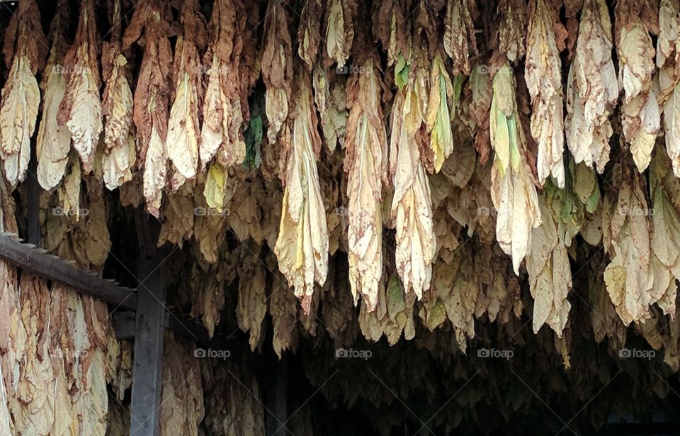 tobacco crop