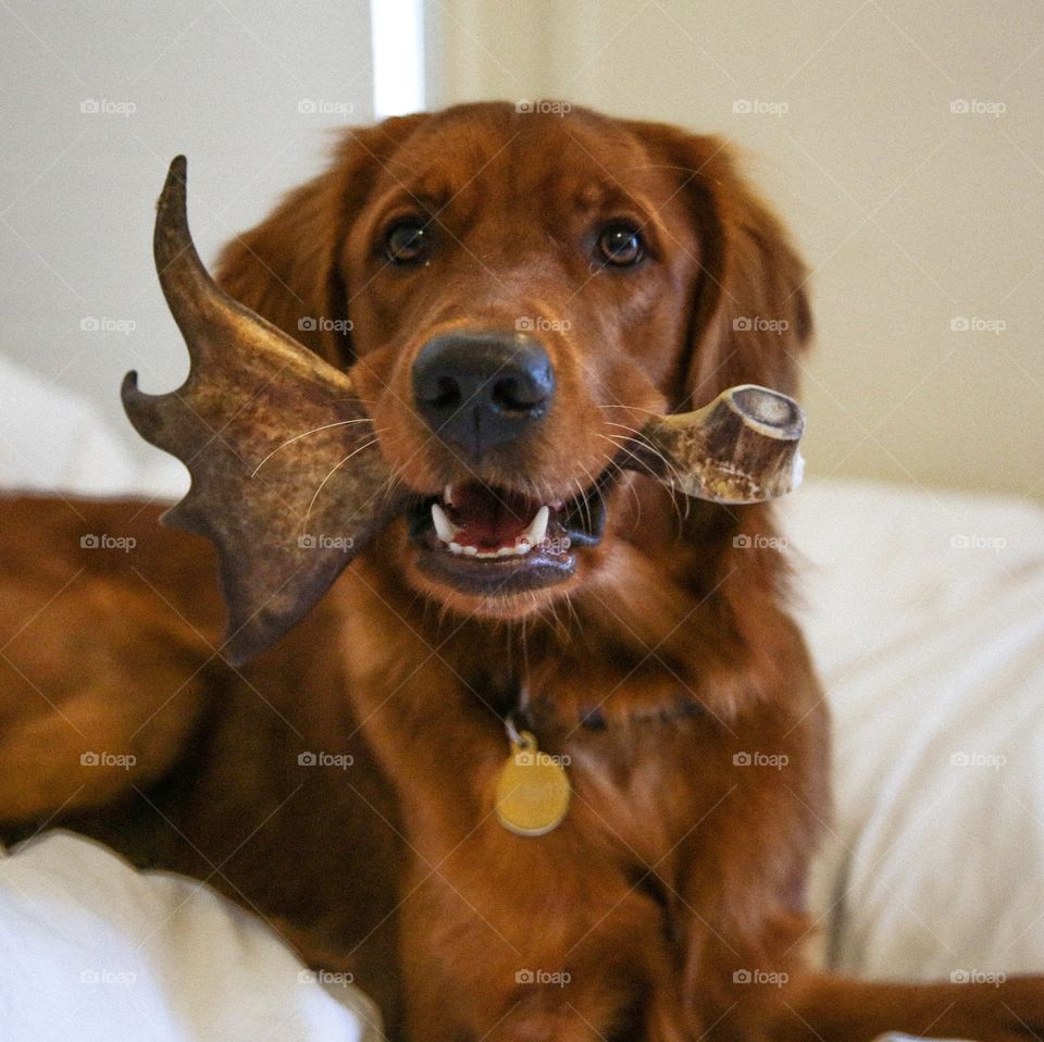 Dog with an antler bone