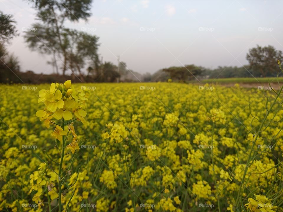 Winter in Bangladesh: Mustard field everywhere to welcome you home!