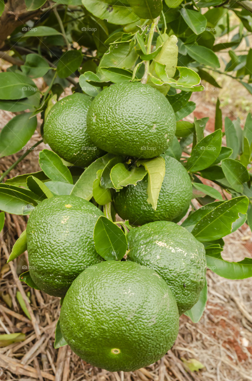 Unripe Tangerine