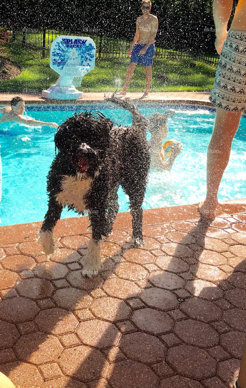 Dog shaking out if pool 
