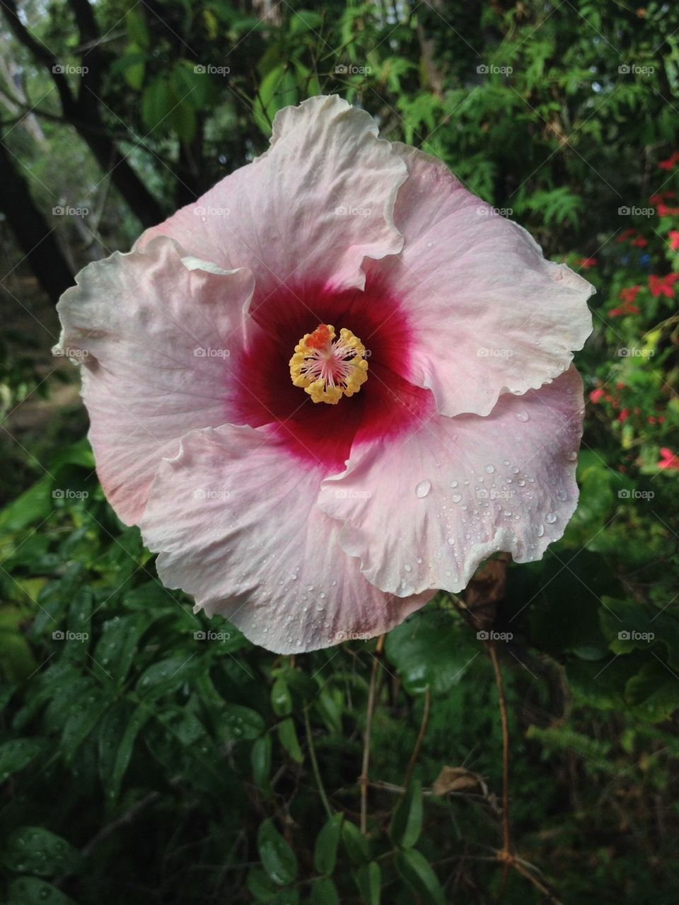 Hibiscus