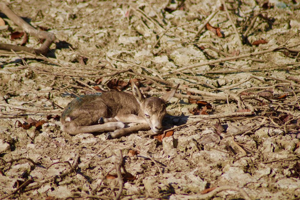 The Baby Antelope