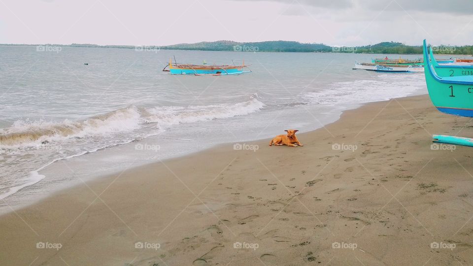 Local dog chilling by the seashore