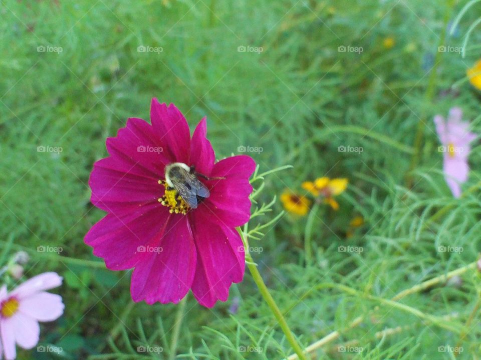 Pink flower with a Bumble Bee