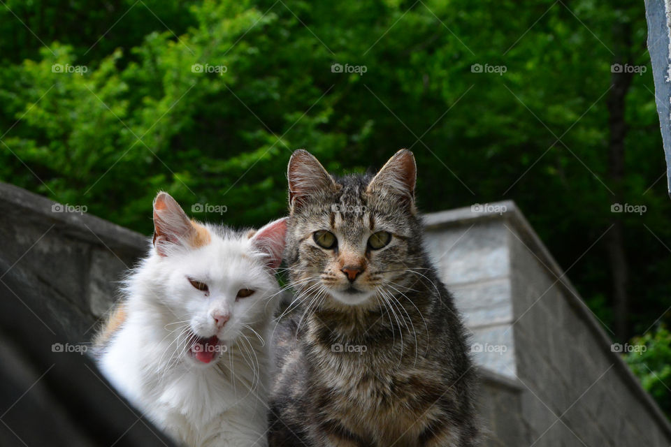 Colony in Dascio, Como, Italy.