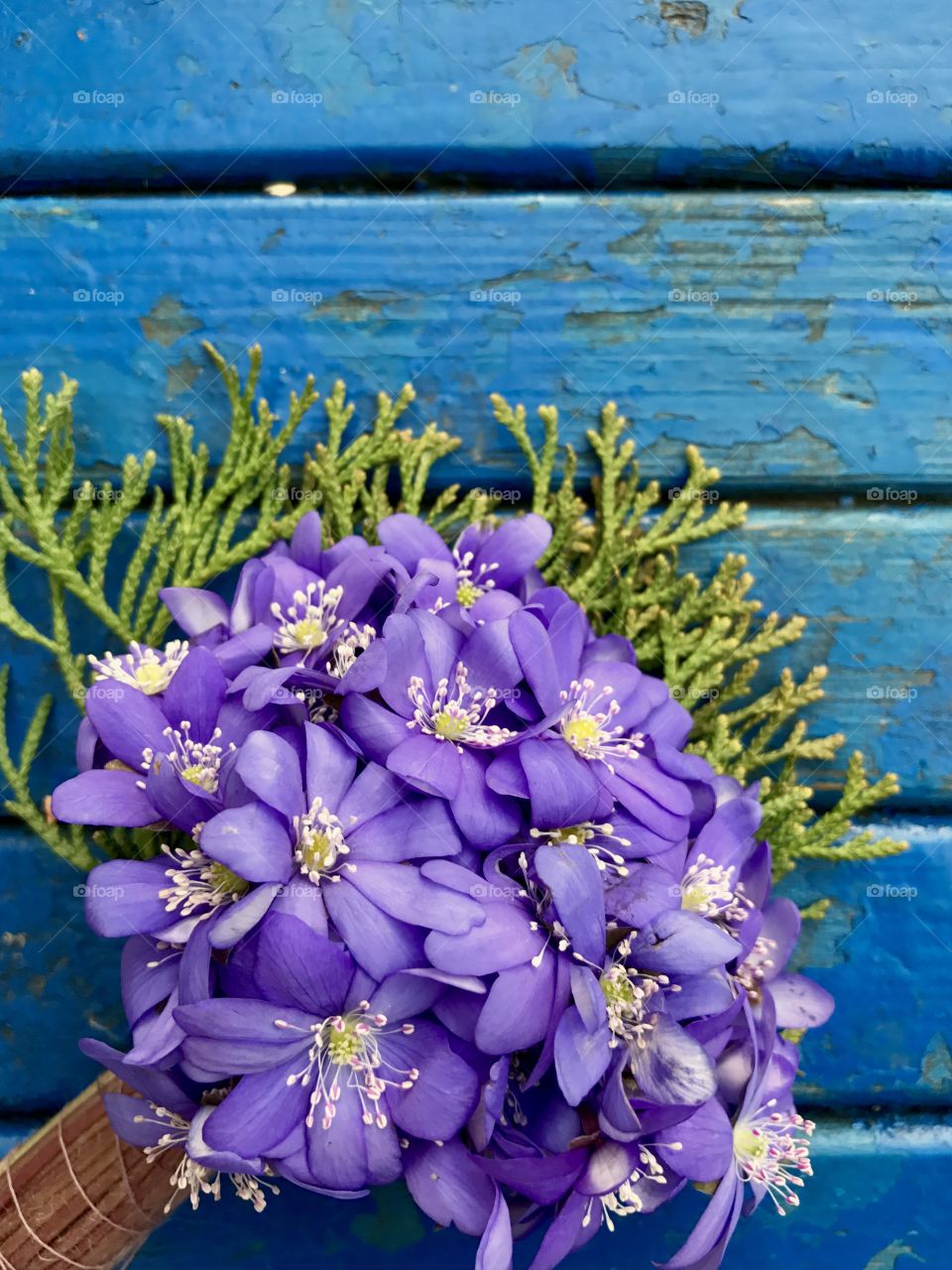 First spring flowers 