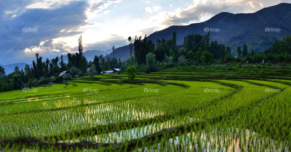 paddy field