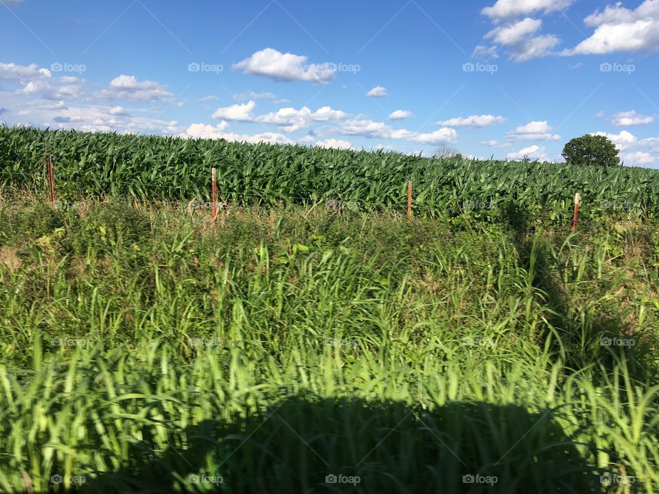 On the way to our bible study and seen this beautiful corn field waving in the sun.