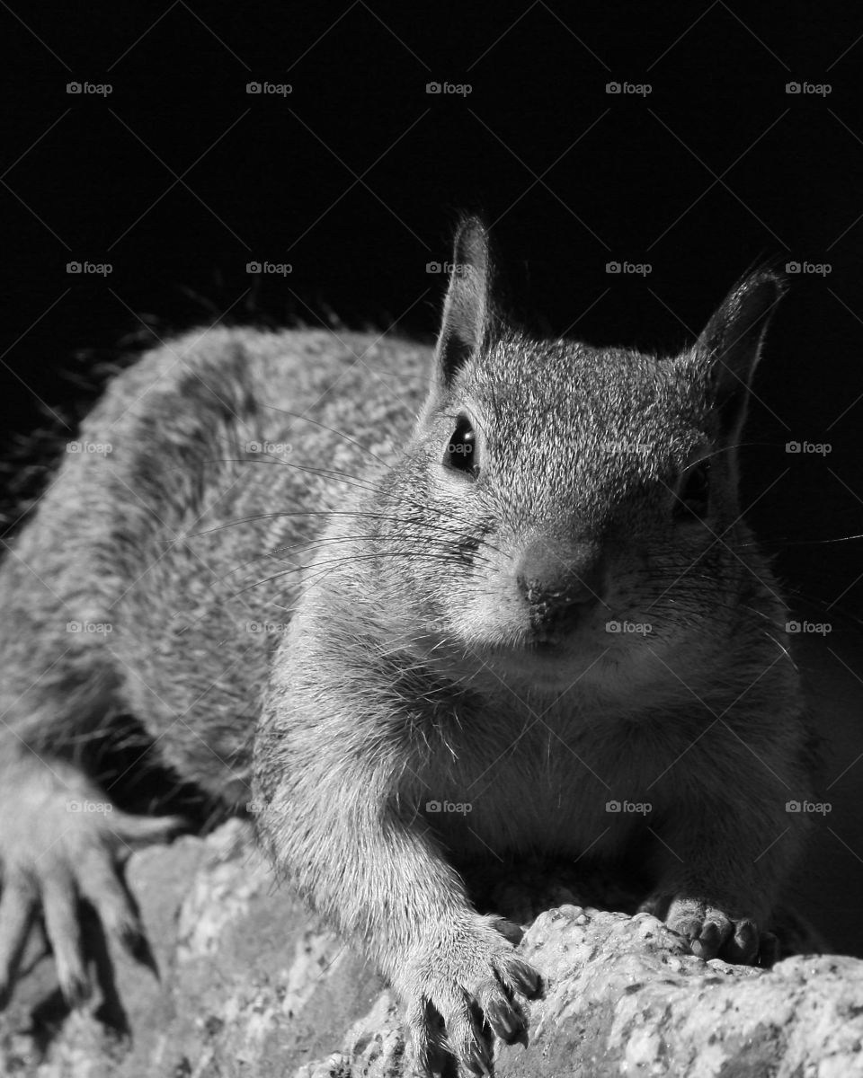 Black and White Closeup of a Mountain  Squirrel