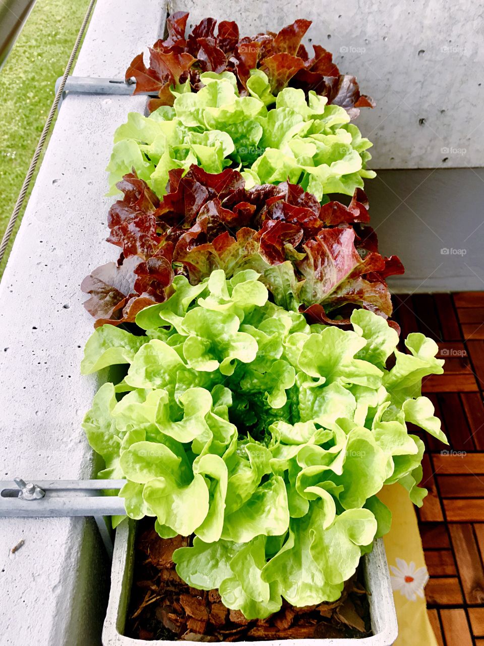 Salad bed on the balcony