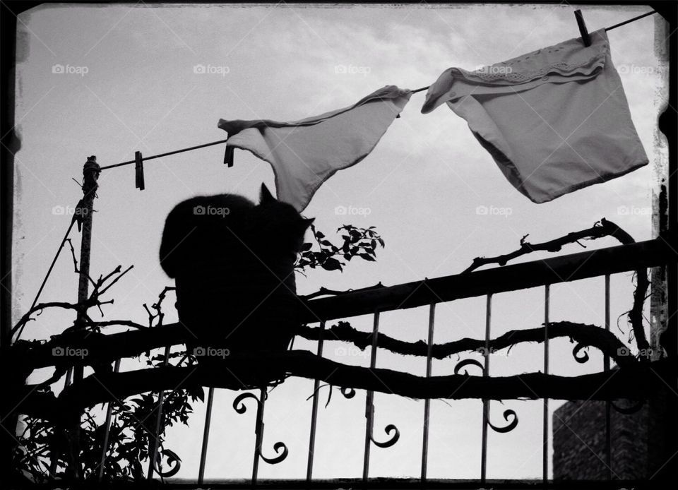 Sleeping cat and drying cloths