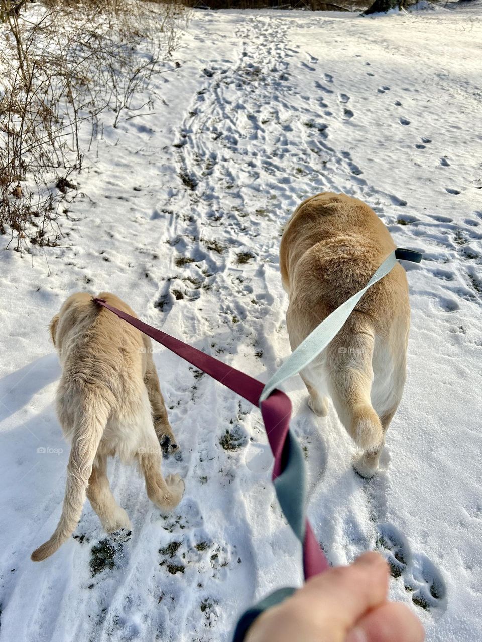 Two dogs walking side by side in the snow 