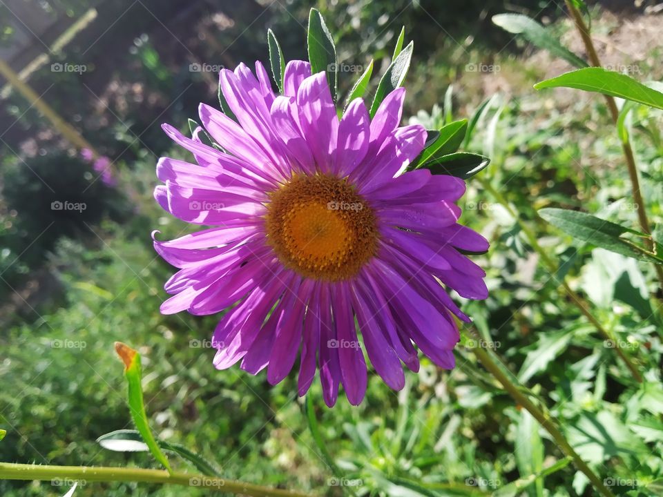 Aster