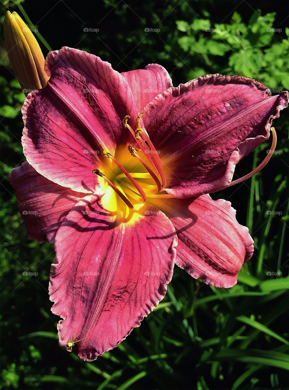 Daylily blooms...