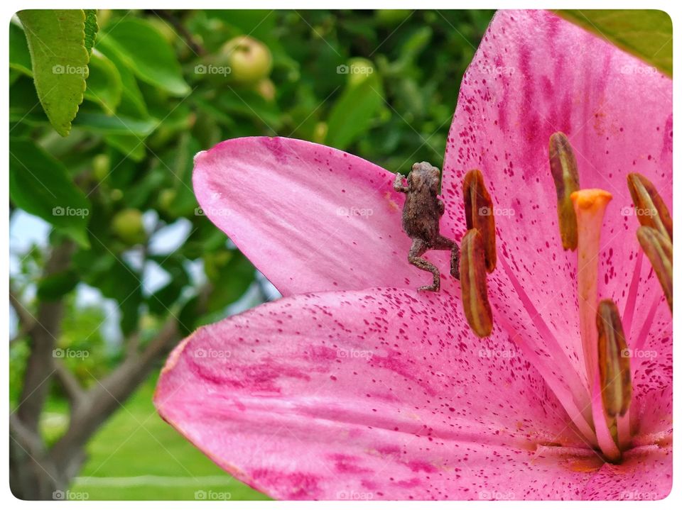 A frog climbs a Lilly flower